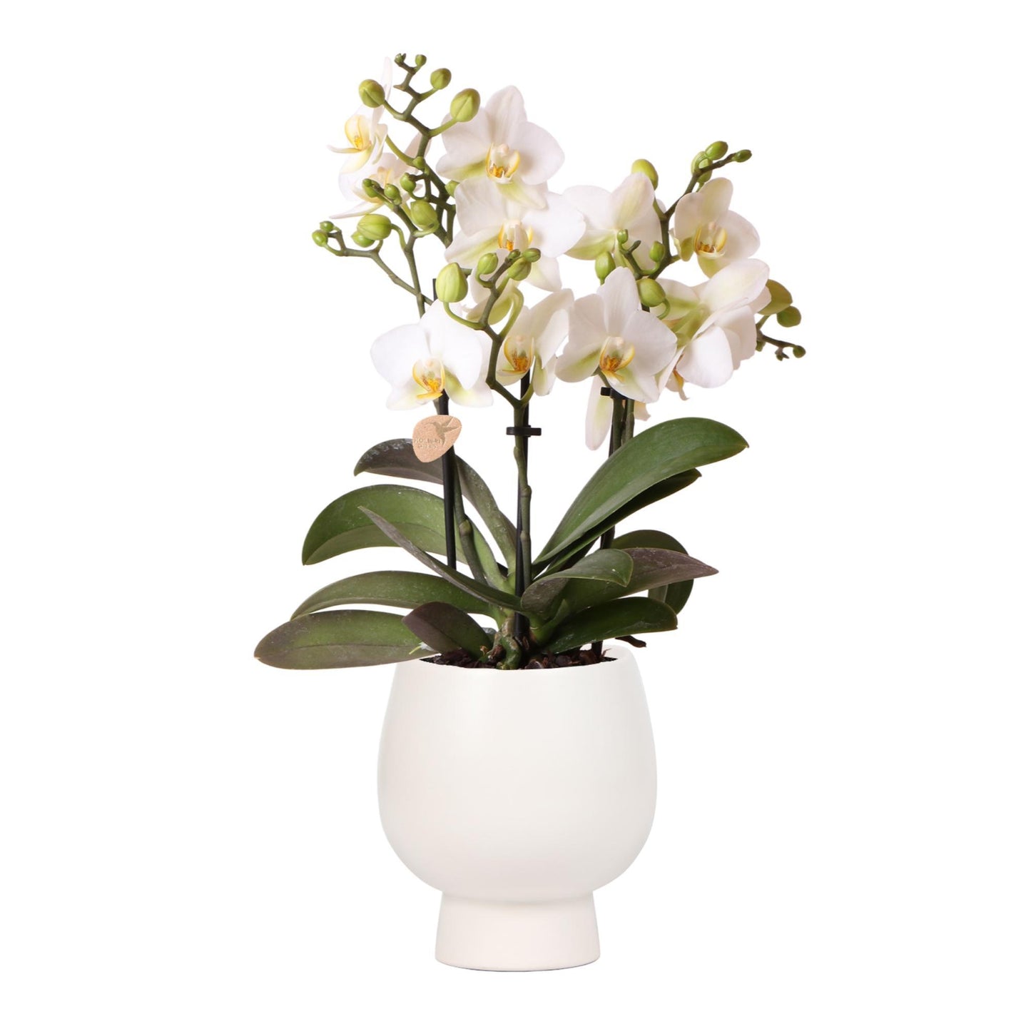 KOLIBRI ORCHIDEE | Witte phalaenopsis orchidee - Lausanne + Scandic witte sierpot - potmaat Ø9cm + 40cm hoog  | bloeiende kamerplant - vers van de kweker