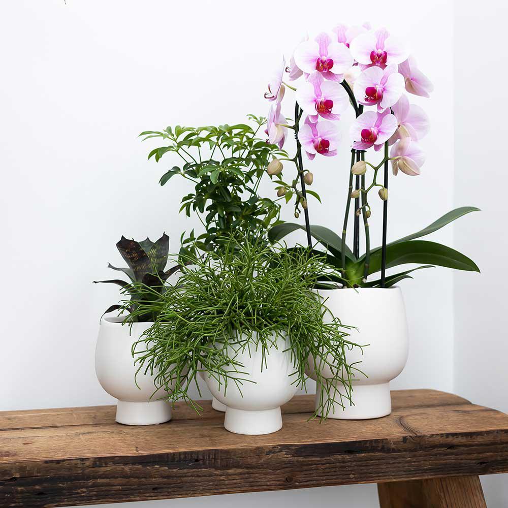 KOLIBRI ORCHIDEE | Roze Phalaenopsis  + Scandic sierpot wit – potmaat Ø9cm – 40cm hoog | bloeiende kamerplant in bloempot - vers van de kweker