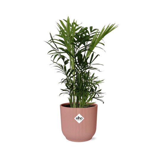 Chamaedorea Elegans in ELHO Vibes Fold 14cm roze