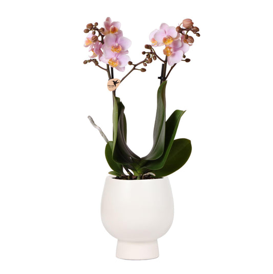 KOLIBRI ORCHIDEE | Roze Phalaenopsis  + Scandic sierpot wit – potmaat Ø9cm – 40cm hoog | bloeiende kamerplant in bloempot - vers van de kweker