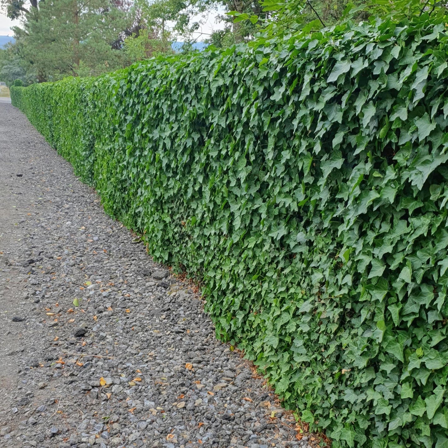 HEDERA HIBERNICA - ↕10-25CM - Ø9CM - 20X