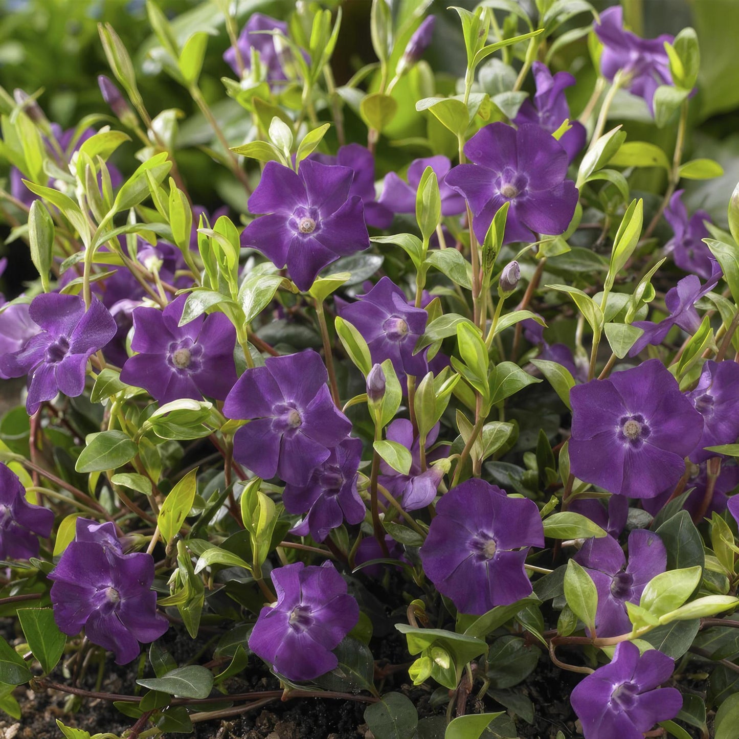 VINCA MINOR 'ATROPURPUREA' - ↕10-25CM - Ø9M - 20x