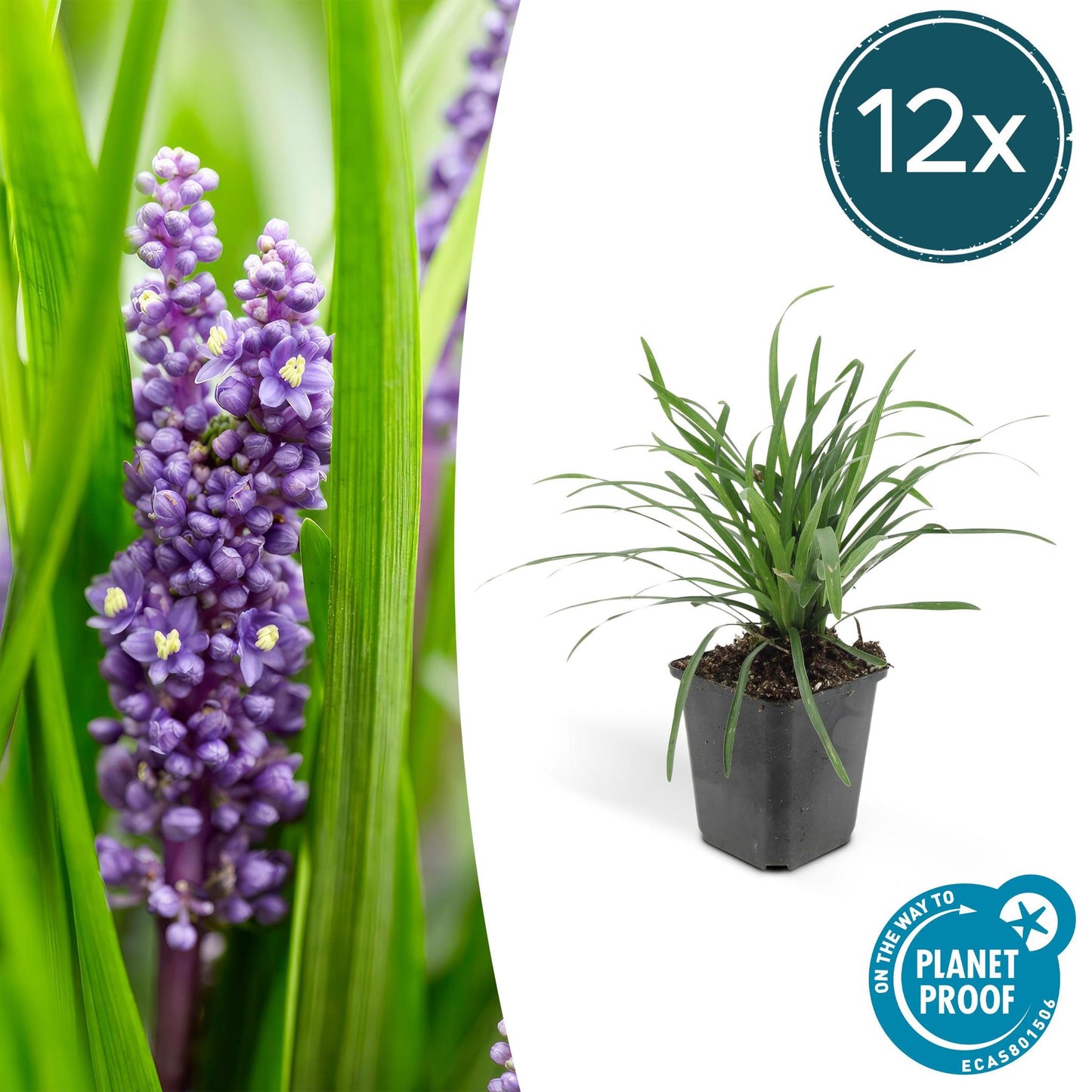 LIRIOPE MUSCARI 'BIG BLUE' - ↕10-25CM - Ø9CM - 12X