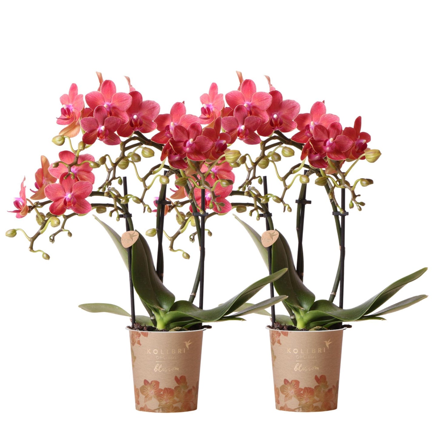 KOLIBRI ORCHIDEE | COMBI DEAL van 2 rode Phalaenopsis orchideeën - Congo - potmaat Ø9cm  bloeiende kamerplant - vers van de kweker