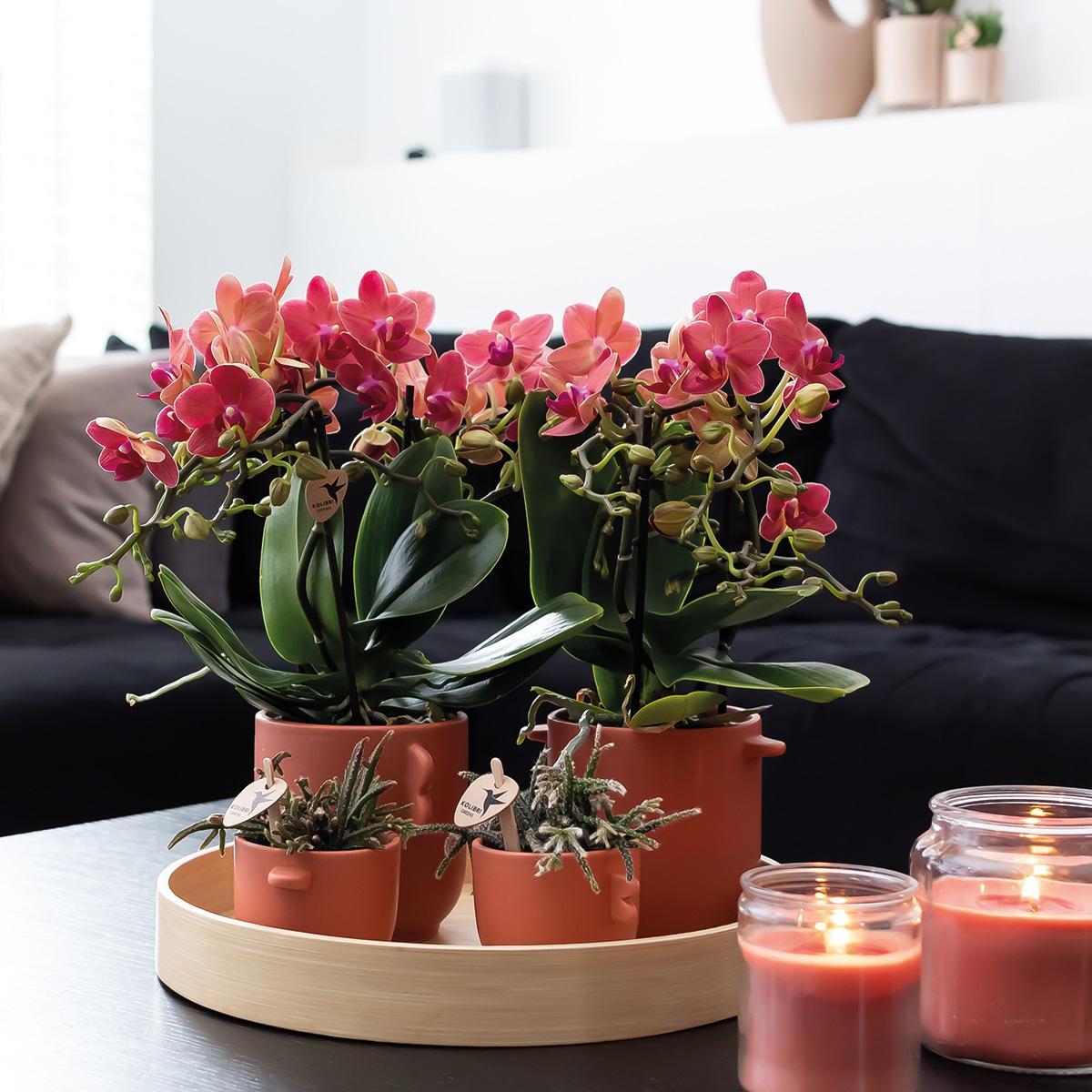 KOLIBRI ORCHIDEE | COMBI DEAL van 2 rode Phalaenopsis orchideeën - Congo - potmaat Ø9cm  bloeiende kamerplant - vers van de kweker