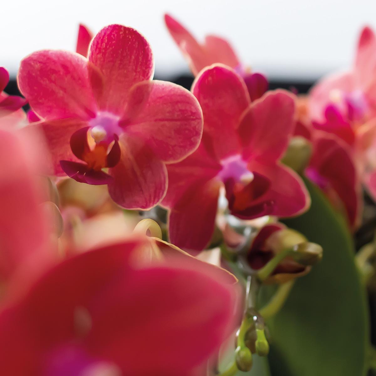 KOLIBRI ORCHIDEE | COMBI DEAL van 2 rode Phalaenopsis orchideeën - Congo - potmaat Ø9cm  bloeiende kamerplant - vers van de kweker