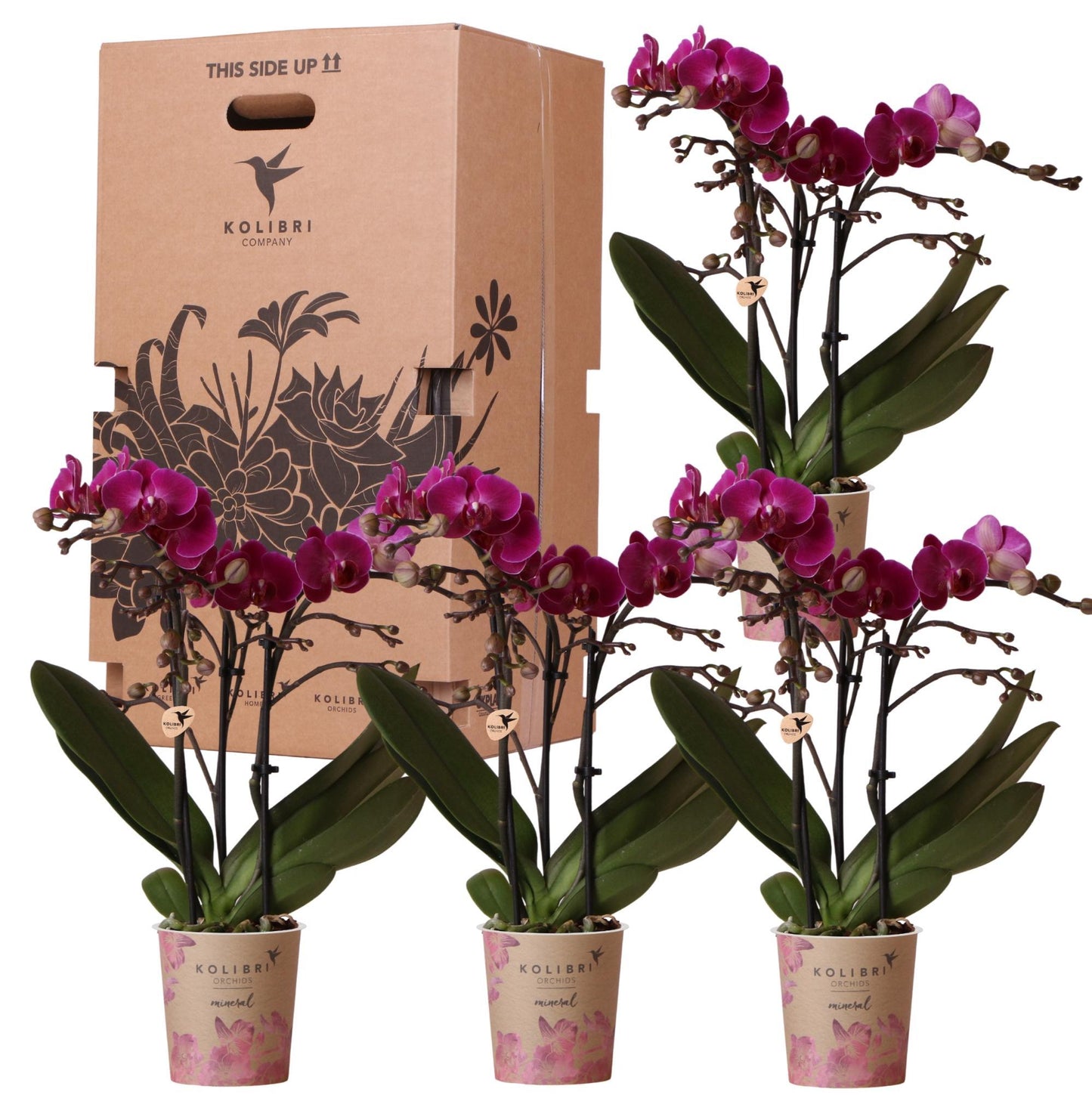 KOLIBRI ORCHIDEEEN   - Surprise box 4 eenkleurig - planten voordeel box - vers van de kweker