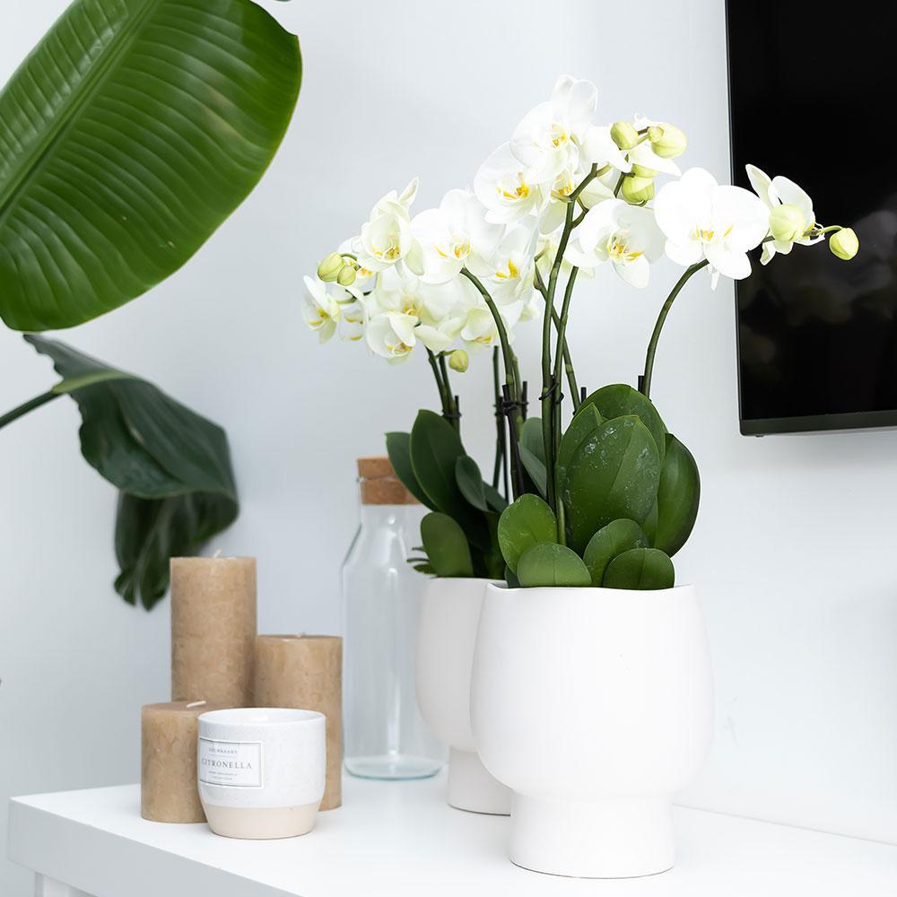 KOLIBRI ORCHIDEE | Witte Phalaenopsis orchidee – Amabilis + Scandic sierpot wit – potmaat Ø9cm – 45cm hoog | bloeiende kamerplant in bloempot - vers van de kweker